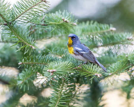 A small warbler of the upper canopy, the Northern Parula can be found in boreal forests of Quebec. It nests in Canada in June and July and after returns south to spend the winter.