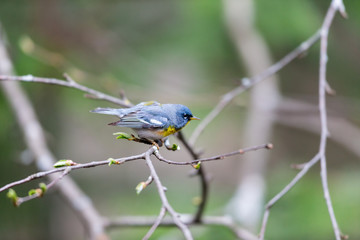 A small warbler of the upper canopy, the Northern Parula can be found in boreal forests of Quebec. It nests in Canada in June and July and after returns south to spend the winter.