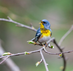 A small warbler of the upper canopy, the Northern Parula can be found in boreal forests of Quebec. It nests in Canada in June and July and after returns south to spend the winter.