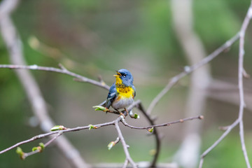A small warbler of the upper canopy, the Northern Parula can be found in boreal forests of Quebec. It nests in Canada in June and July and after returns south to spend the winter.