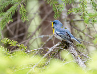 Northern parula perched in a boreal forest Quebec, Canada.