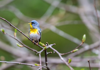 A small warbler of the upper canopy, the Northern Parula can be found in boreal forests of Quebec. It nests in Canada in June and July and after returns south to spend the winter.