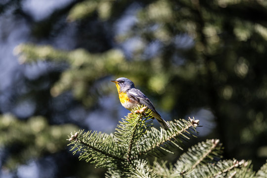 A small warbler of the upper canopy, the Northern Parula can be found in boreal forests of Quebec. It nests in Canada in June and July and after returns south to spend the winter.