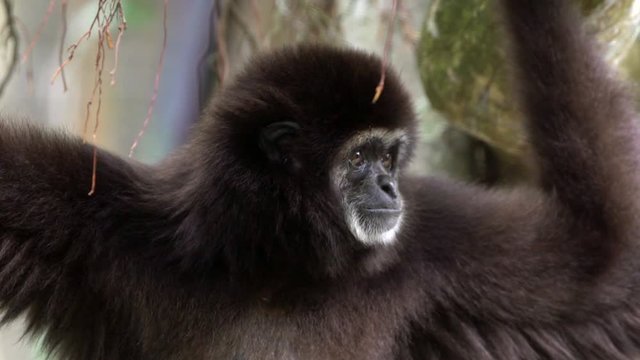 Slow Motion, Close-up of head Lar Gibbon is looking at camera on tree branches. Portrait of wild Hylobates Lar hanging rain forest trees. Nature wildlife rainforest. White-handed gibbon darker fur-Dan