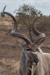 Kudu 16
