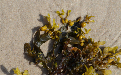  fucus on sand baltic sea