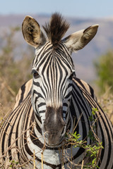 Fototapeta na wymiar Zebra 17