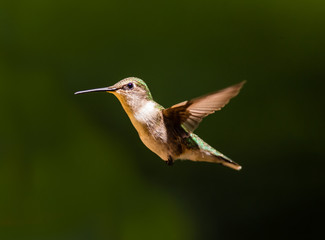 Ruby throated hummingbird shot in a boreal forest Quebec, Canada.