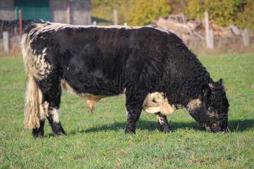 great galloways in autumn