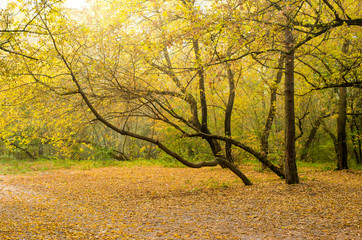 autumn forest in the morning mist
