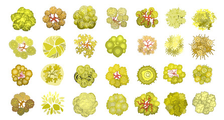 Set of colored hand drawn stylized top view autumn trees and plants. Graphic, isolated on white, vector.