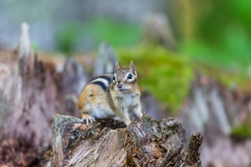 Naklejka na ściany i meble Chipmunk searching for food in a boreal forest Quebec, Canada.