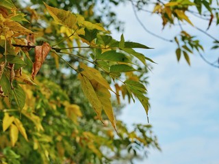 Polonne / Ukraine - 12 October 2018: Yellow leaves as a concept of autumn season