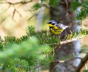 Magnolia Warbler deep in a boreal forest north Quebec Canada.