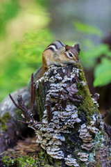 Chipmunk searching for food in a boreal forest Quebec, Canada.