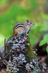 Chipmunk searching for food in a boreal forest Quebec, Canada.