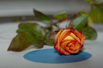 kwiat róża