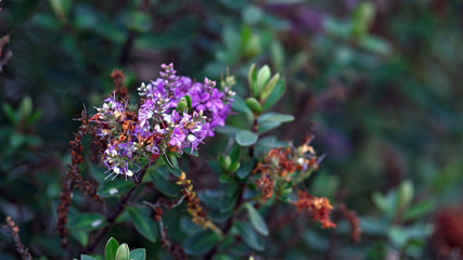 Fototapeta premium Purple Hebe Flowers in autumn garden