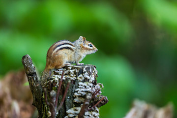 Naklejka na ściany i meble Chipmunk searching for food in a boreal forest Quebec, Canada.