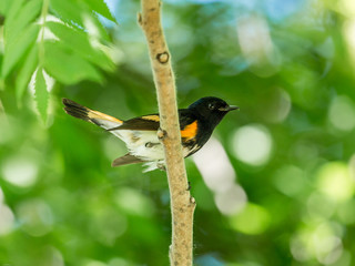 American Redstart, deep in a boreal forest Quebec, Canada.