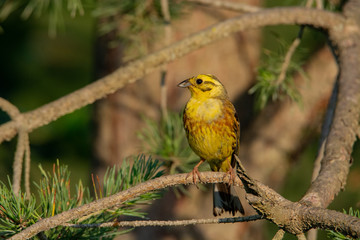 bird yellowhammer (Emberiza citrinella)  sits on the branches early morning , green background 