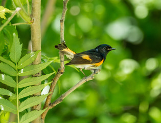 American Redstart, deep in a boreal forest Quebec, Canada.