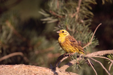 bird yellowhammer (Emberiza citrinella)  sits on the branches early morning , green background 