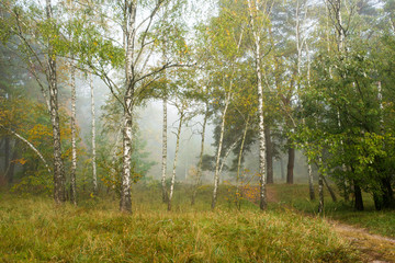 autumn forest in the morning mist
