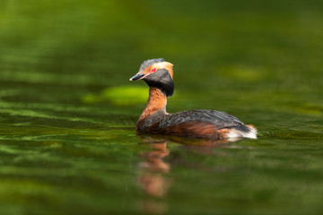 Horned grebe swimming in a lake