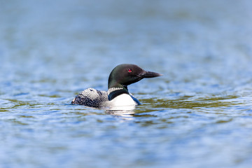 Common loon swimming in a lake in the Laurentians, north Quebec Canada.
