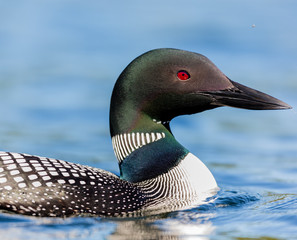 Common loon swimming in a lake in the Laurentians, north Quebec Canada. - 231411702