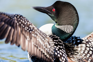 Common loon swimming in a lake in the Laurentians, north Quebec Canada.