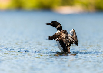 Common loon swimming in a lake in the Laurentians, north Quebec Canada. - 231411911