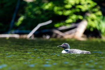Common loon swimming in a lake in the Laurentians, north Quebec Canada. - 231411924