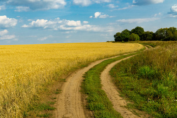 Fototapeta na wymiar wheat field with road