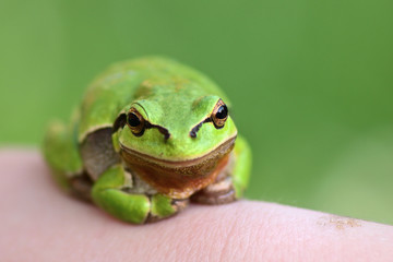 Laubfrosch