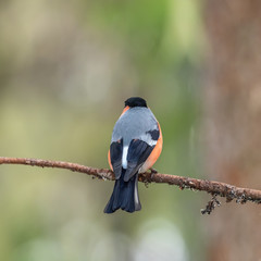 Rear view of Eurasian bullfinch, common bullfinch or bullfinch (Pyrrhula pyrrhula), .Finland