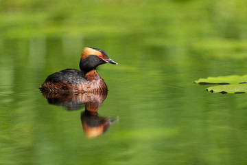 Horned grebe swimming in a lake