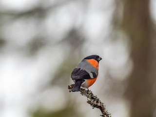 Eurasian bullfinch, common bullfinch or bullfinch (Pyrrhula pyrrhula), .Finland