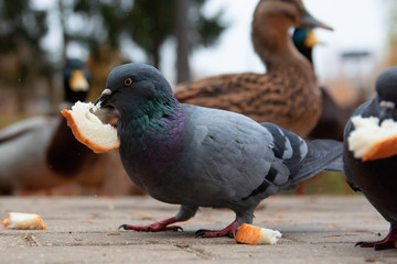 Mallard (wild duck) and pigeon feeding with bread in city park on the cobblestones