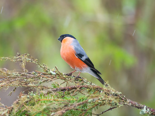 Eurasian bullfinch, common bullfinch or bullfinch (Pyrrhula pyrrhula), .Finland