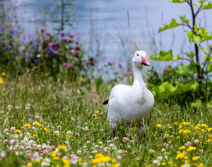 Snow goose feeding in a field of wild flowers.