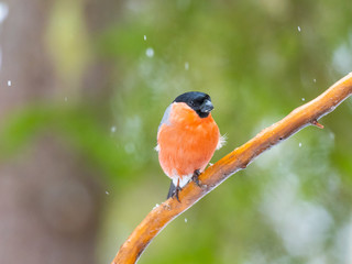 Eurasian bullfinch, common bullfinch or bullfinch (Pyrrhula pyrrhula), .Finland