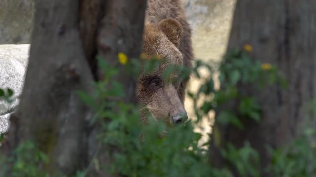 Slow Motion, close up of a wild Brown Bear walking free through trees and plants at the forest in a summer day. Big adult Ursus Arctos looking for food in the mountain. Beautiful nature wildlife-Dan