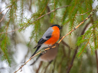 Eurasian bullfinch, common bullfinch or bullfinch (Pyrrhula pyrrhula), .Finland