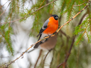 Eurasian bullfinch, common bullfinch or bullfinch (Pyrrhula pyrrhula), .Finland