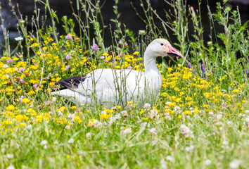 Snow goose feeding in a field of wild flowers.