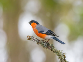 Eurasian bullfinch, common bullfinch or bullfinch (Pyrrhula pyrrhula), .Finland