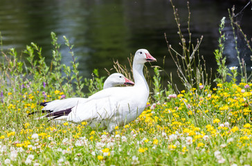 Snow goose feeding in a field of wild flowers.