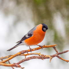 Eurasian bullfinch, common bullfinch or bullfinch (Pyrrhula pyrrhula), .Finland